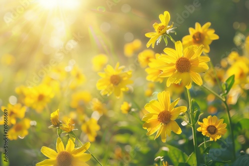 Bright yellow flowers in the sun