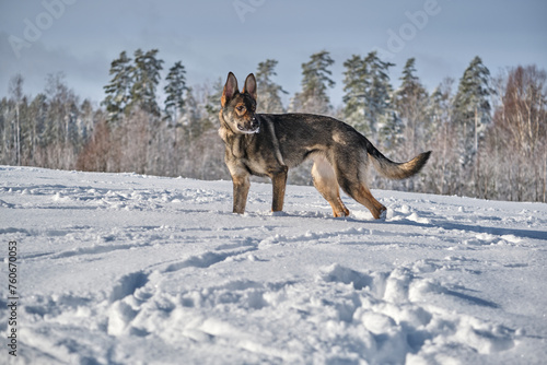 Beautiful gray German Shepherd dog playing in a snowy meadow on a sunny winter day in Skaraborg Sweden