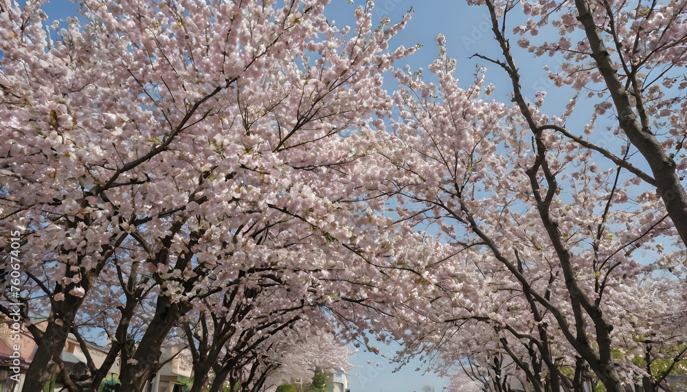 cherry blossom street cherry blossom street