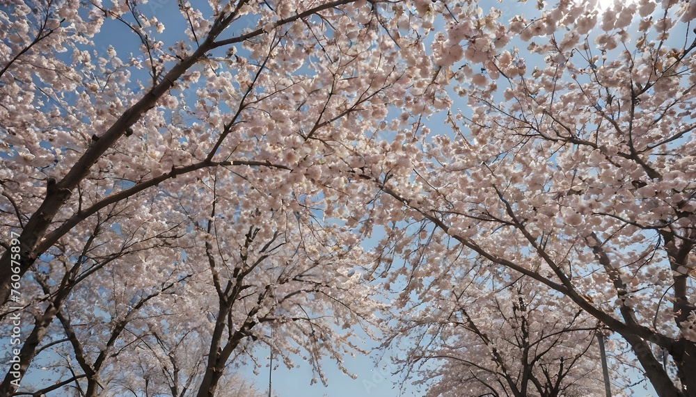 cherry blossom street