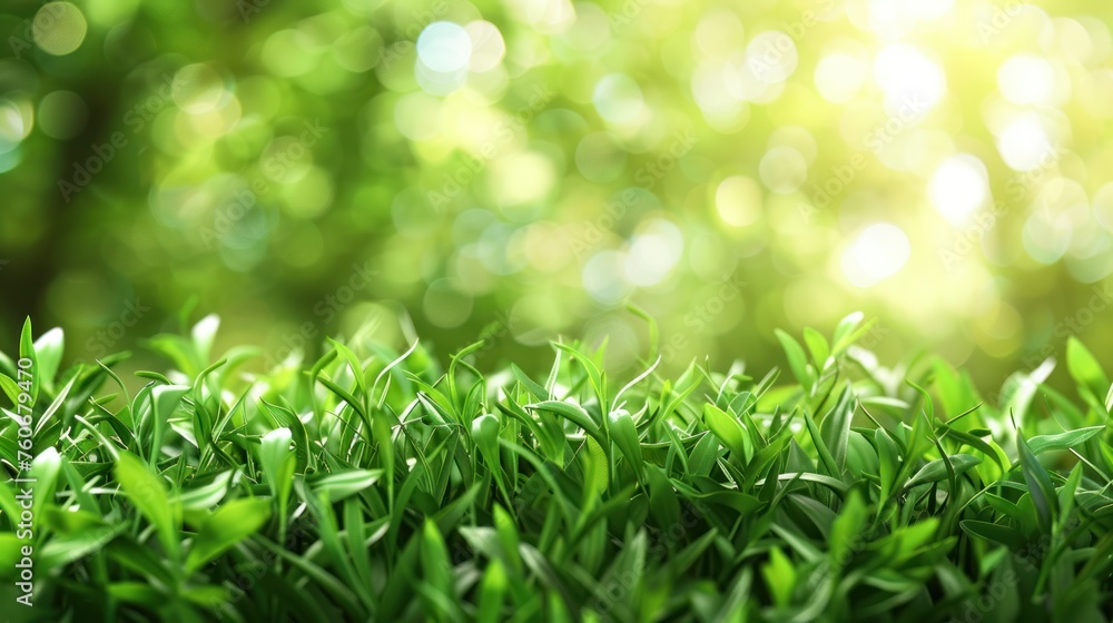 A fresh spring sunny garden background of green grass and blurred foliage bokeh. A fresh spring sunny garden background of green grass and blurred foliage bokeh.