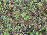Wild bushes of juicy lingonberry with red berry in the forest. A valuable medicinal plant.