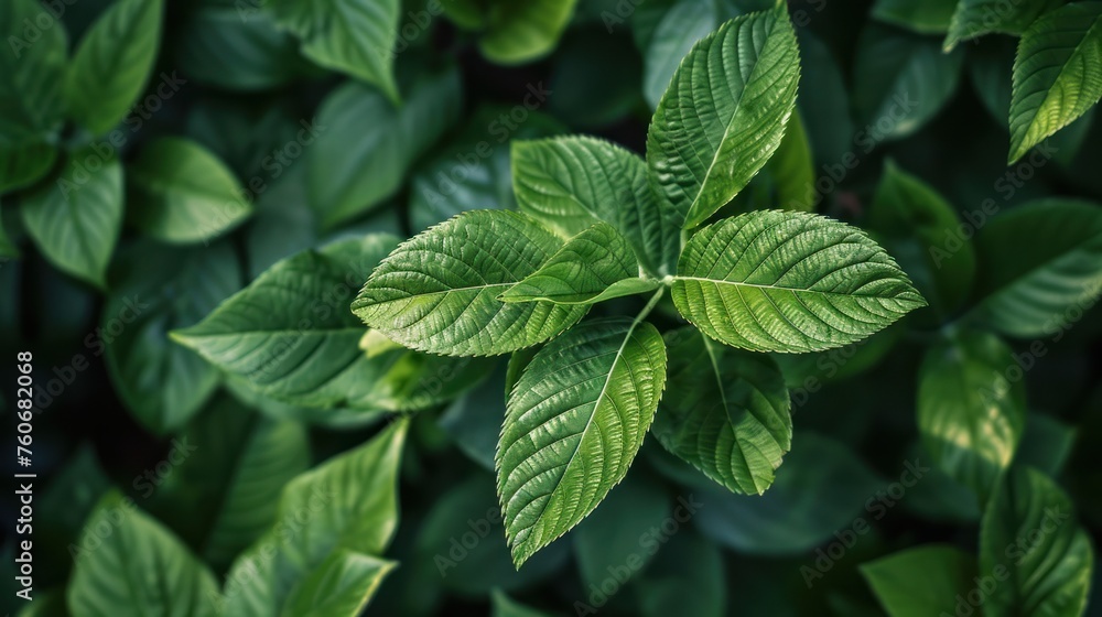 Nature of green leaf in garden at summer. Natural green leaves plants Nature of green leaf in garden at summer. Natural green leaves plants
