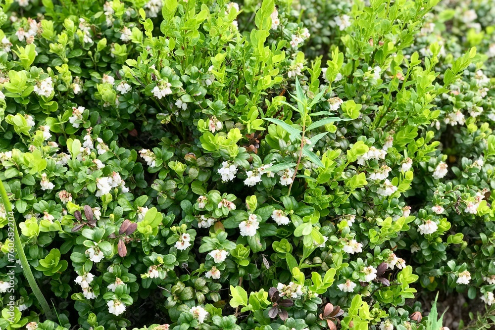 Bushes of juicy lingonberry with inflorescences of flowers during the flowering period in the forest. A valuable medicinal plant. Small white bell-shaped flowers on a natural background Bushes of juicy lingonberry with inflorescences of flowers during the flowering period in the forest. A valuable medicinal plant. Small white bell-shaped flowers on a natural background