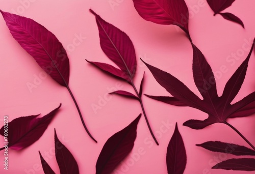 Pink shadow leaves in blank minimal background