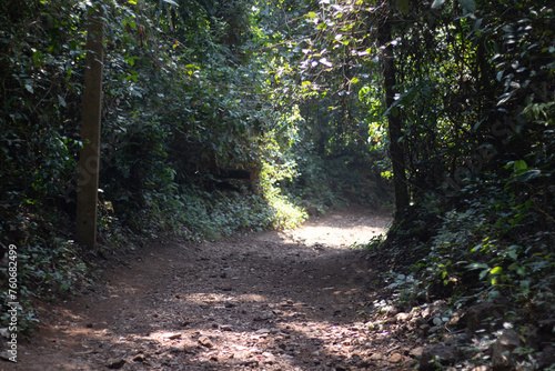 Dense Green forest off road