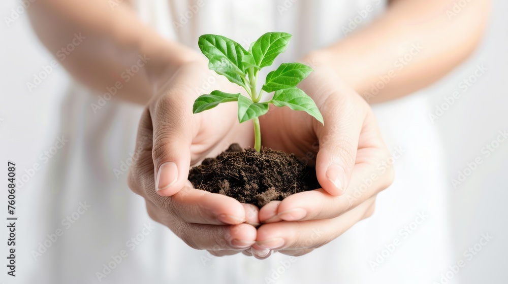 Woman's hands holds small green plant seedling isolated on white background. telephoto lens photorealistic 