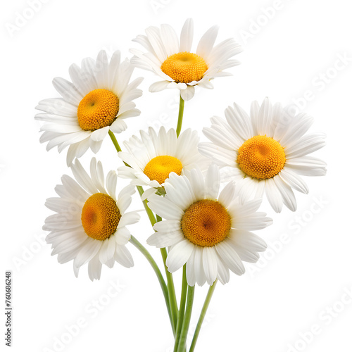 daisies isolated on transparent background 