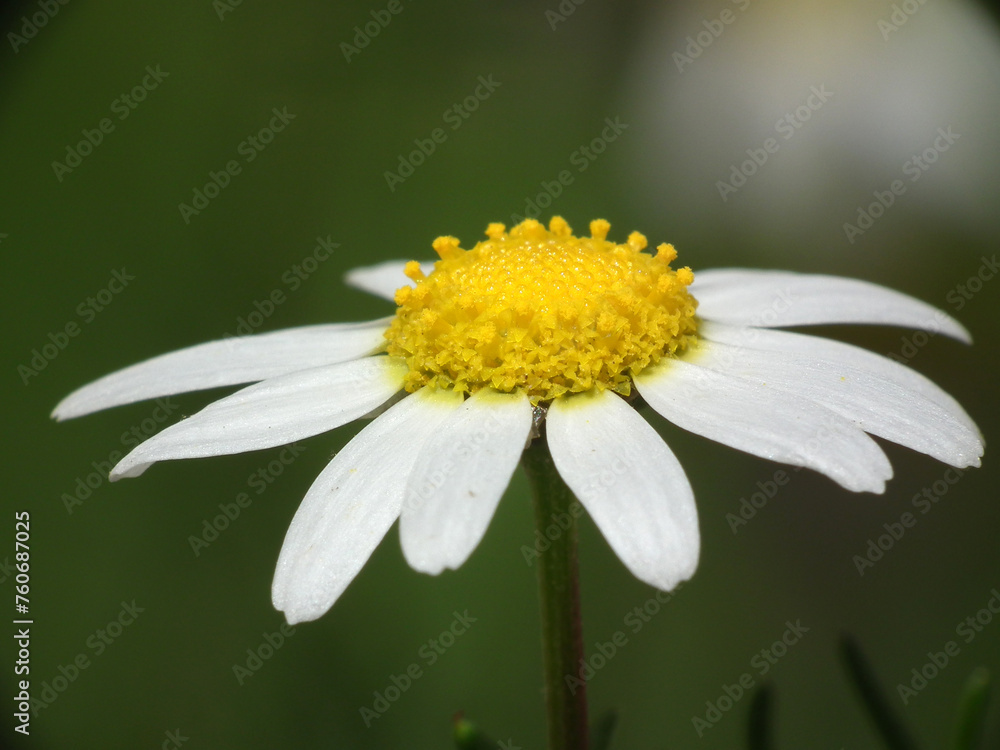 Obraz premium Margherita selvatica