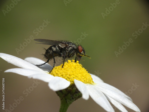 Margherita selvatica photo