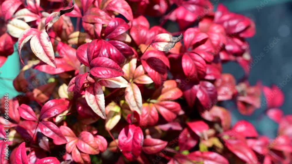 Red orange leaf nature. Nandina domestica, firepower. Red orange leaf nature. Nandina domestica, firepower.