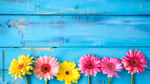Beautiful pink and yellow gerbera daisies on blue wooden background