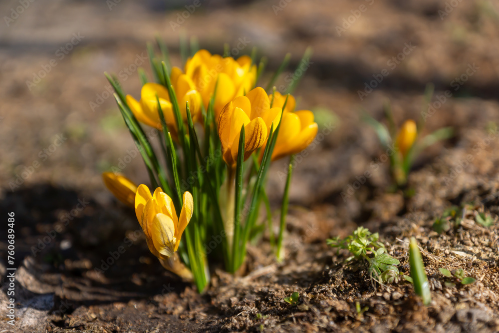 Obraz premium Spring primroses. Blooming crocuses on a green meadow. Crocuses as a symbol of spring. Blooming yellow crocus.
