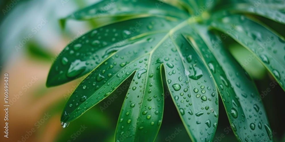 Tropical background with monstera leaves Tropical background with monstera leaves