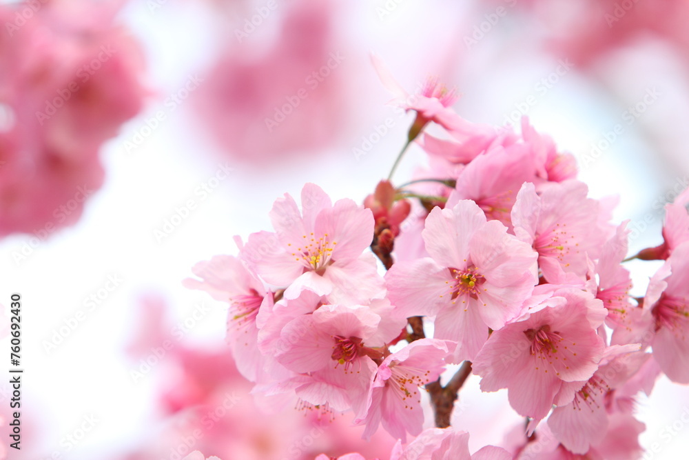 Obraz premium 満開の陽光桜のクローズアップ 白背景