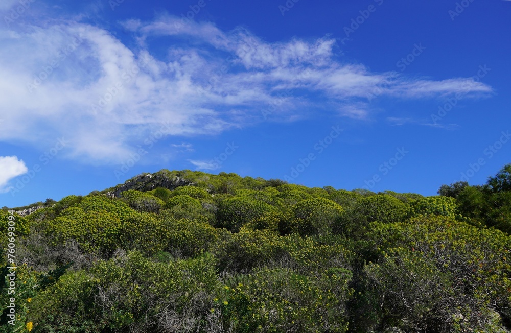 A hill covered with Tree spurge, or Euphorbia dendroides shrubs, at springtime, in Attica, Greece