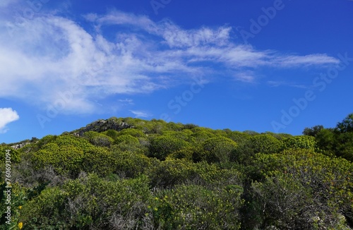 A hill covered with Tree spurge, or Euphorbia dendroides shrubs, at springtime, in Attica, Greece