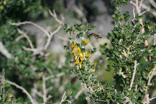 A honey bee or apis mellifera near a moon trefoil or medicago arborea yellow flower