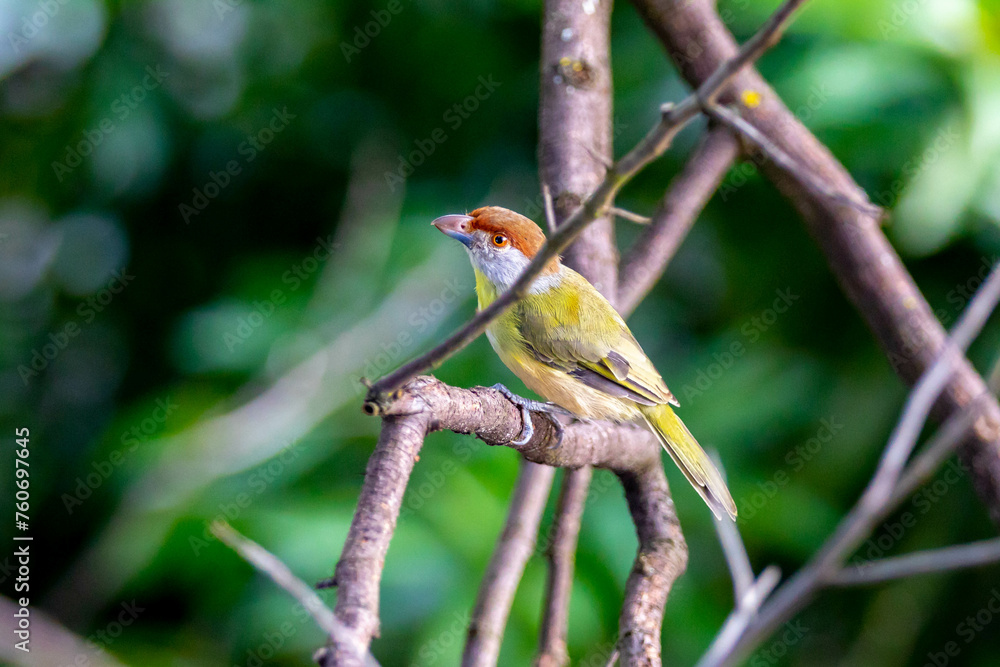 The tropical bird known as The tropical bird known as