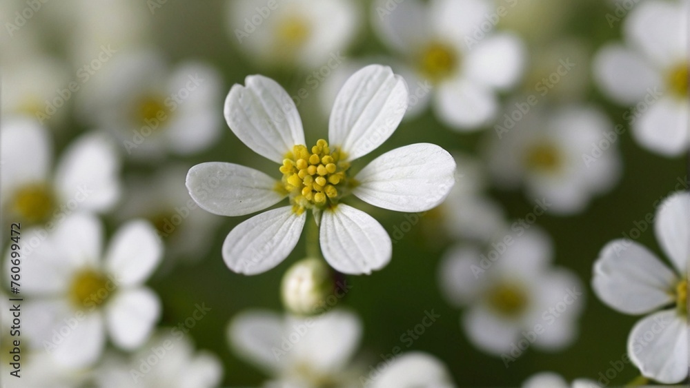 white daisy flower white daisy flower