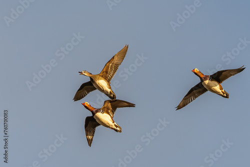 Beautiful female mandarin duck leading two male mandarin ducks in flight