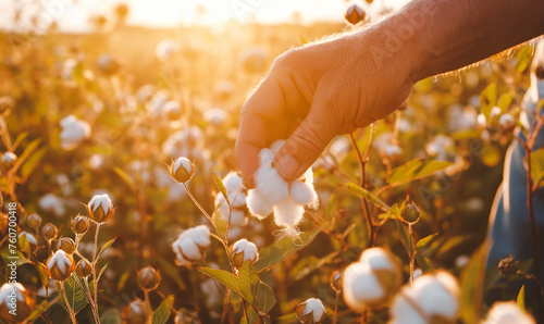 Farmer hand picking white boll of cotton. Cotton farm. Field of cotton plants. Sustainable and eco-friendly practice on a cotton farm. Organic farming. Raw material for textile industry photo