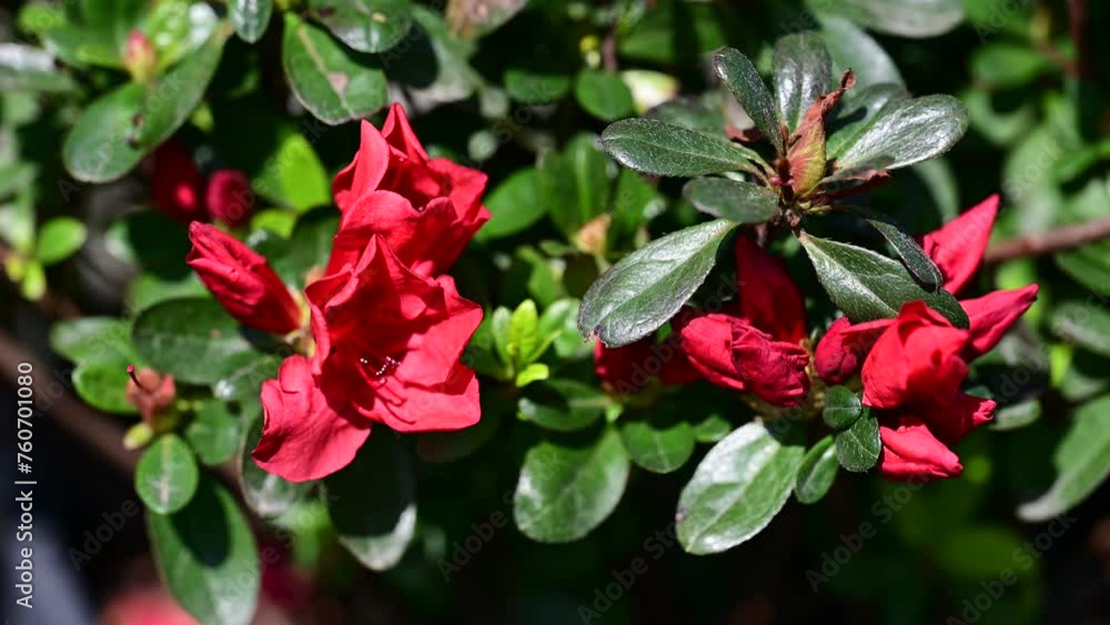 Japanese azalea Small-flowered rhododendron obtusum or Azalea japonica Japanese azalea Small-flowered rhododendron obtusum or Azalea japonica