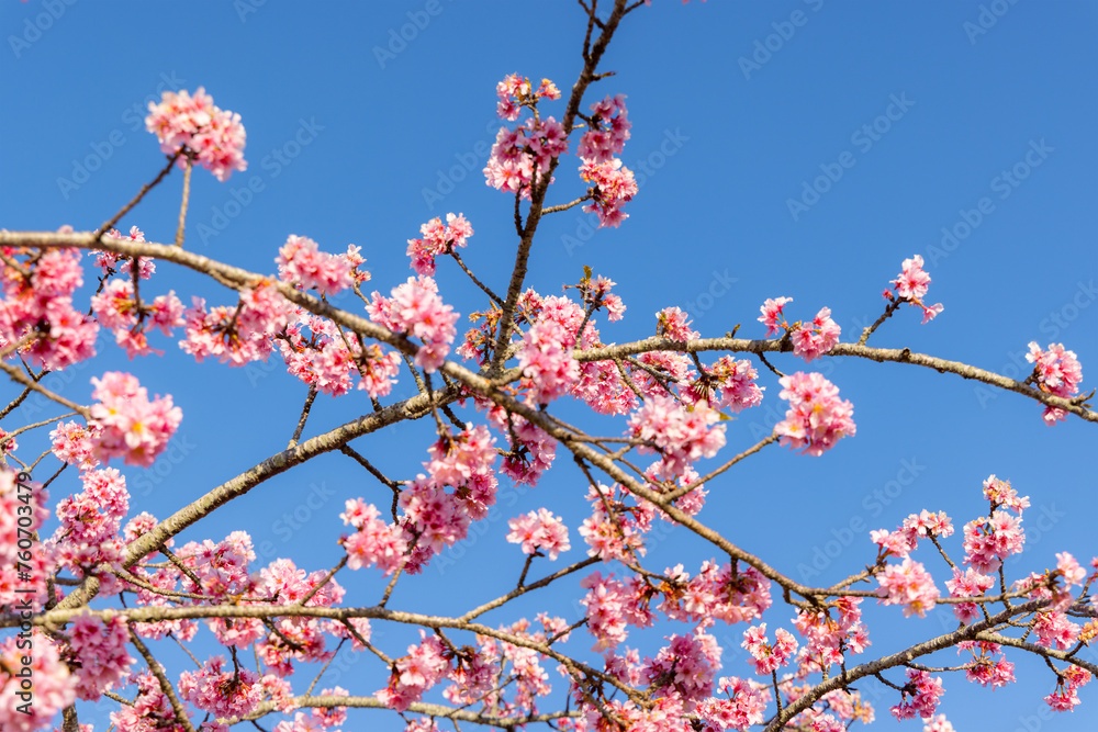 Pink sakura tree blue sky