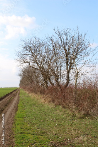 A dirt road with grass and trees on either side of it