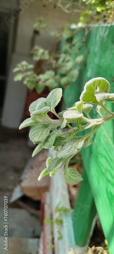 Origanum dictamnus herb