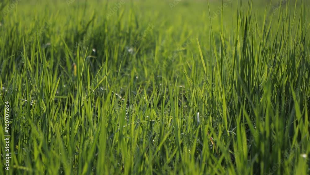 green grass green grass