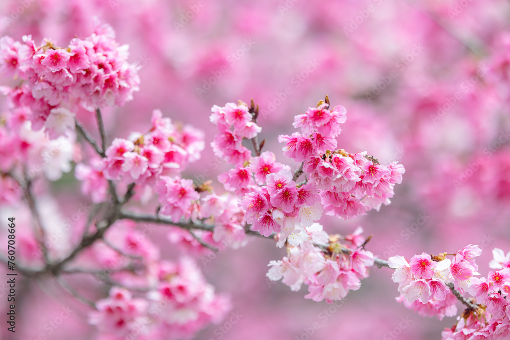 Beautiful sakura blossom over the tree