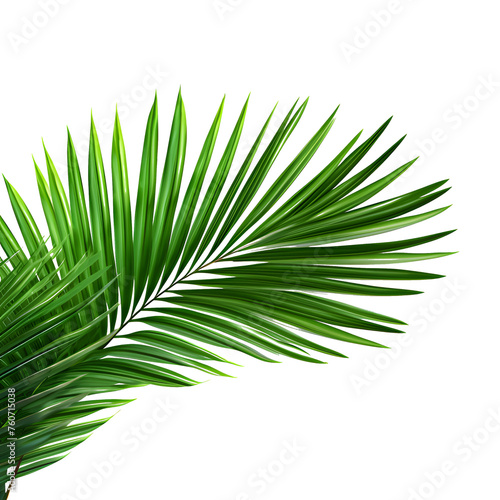 Vector watercolor palm leaves  coconut palm leaves  tropical leaves  variety  ornamental plants  banana leaves  transparent background