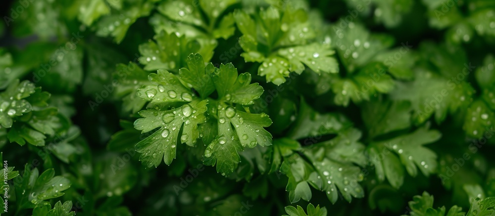 Growing parsley harvest and producing vegetables cultivation. Concept of small eco green business organic farming gardening and healthy food Growing parsley harvest and producing vegetables cultivation. Concept of small eco green business organic farming gardening and healthy food