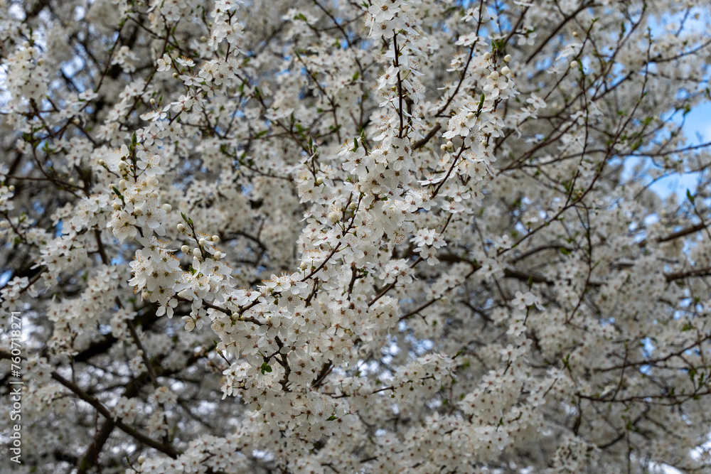 Flowers on a wild apple tree. Branches of a wild apple tree in flowers. Flowers on a wild apple tree. Branches of a wild apple tree in flowers.