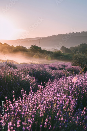 Lavender field over summer sunrise landscape. Generative AI