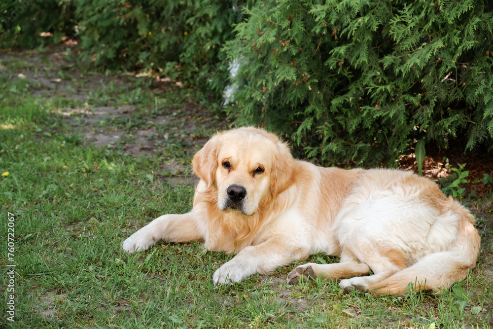 Old golden retriever dog lying in the shadow of backyard looking at camera. Domestic pet. The kindest breed. The best friend concept. Big puppy. Animals lifestyle. Calm animal behaviour. Yearning pet