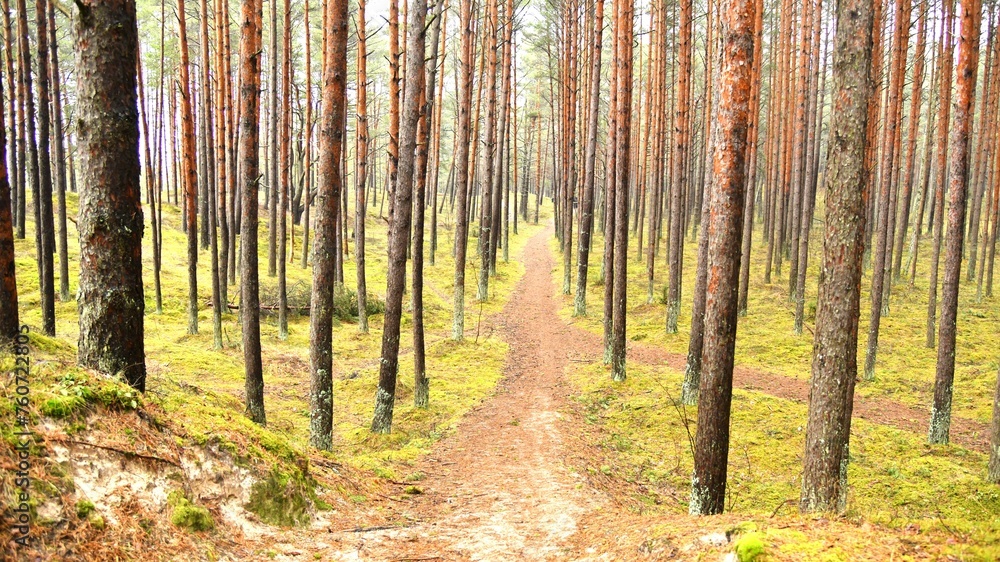 Obraz premium forest in spring