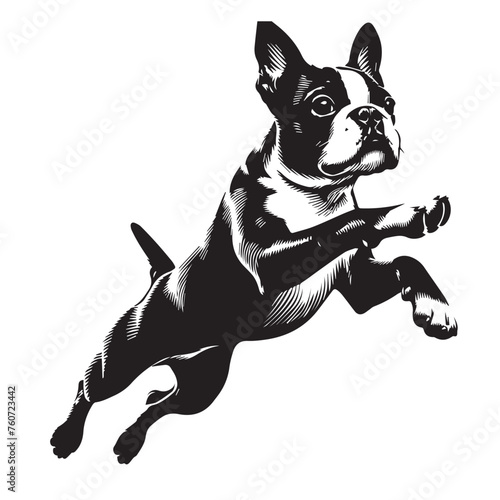 Boston Terrier dog Silhouettes, Boston Terrier dog sitting pose silhouettes, Boston Terrier dog Standing and jumping silhouettes, cute dog on white background, Boston Terrier