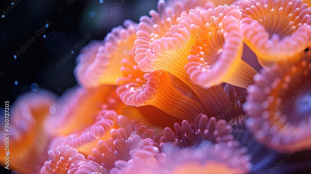 Close-up of a brightly colored sea anemone in a dark underwater setting, showcasing marine life beauty. Close-up of a brightly colored sea anemone in a dark underwater setting, showcasing marine life beauty.