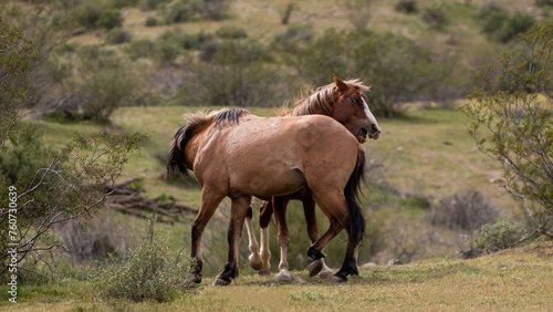 Feral wild horse stallions fiercely fighting in the Salt River desert area near Scottsdale Arizona United States © htrnr