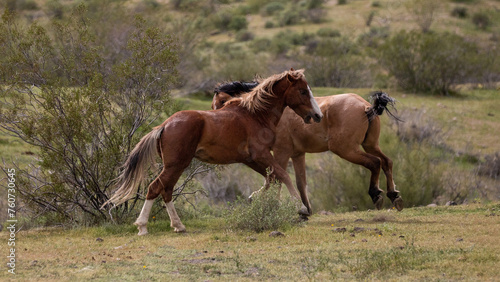Wild horse stallions chasing and biting while fighting in the Salt River Canyon area near Mesa Arizona United States