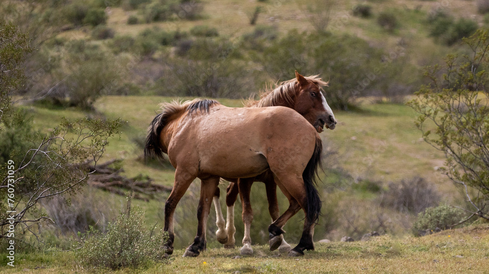 Fierce wild horse stallions fighting and biting each other in the Salt River wild horse management area near Phoenix Arizona United States Fierce wild horse stallions fighting and biting each other in the Salt River wild horse management area near Phoenix Arizona United States