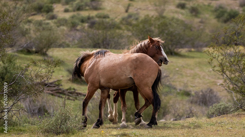Fierce wild horse stallions fighting and biting each other in the Salt River wild horse management area near Phoenix Arizona United States