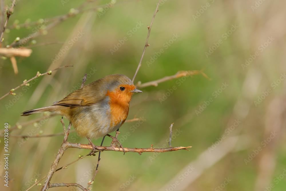 Fototapeta premium Robin on a branch. Spring background