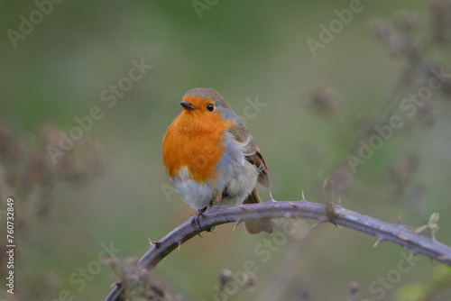 Robin perched on a rose twig. Green background