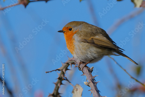 Robin (Erithacus rubecula) perched on a rose twig. Blue sky background