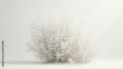 a white plant with white flowers