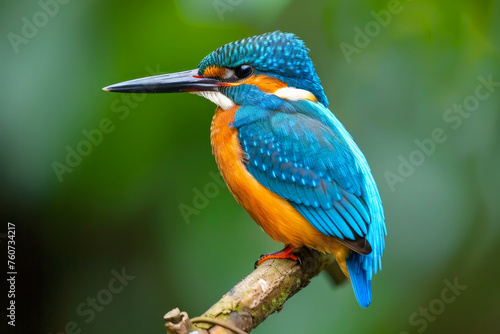 A colorful bird with a blue and red head and tail feathers. The bird is in the air and has a beautiful, vibrant appearance. animal photography, Spread wings and soar, A phoenix colorful