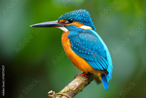 A colorful bird with a blue and red head and tail feathers. The bird is in the air and has a beautiful, vibrant appearance. animal photography, Spread wings and soar, A phoenix colorful © Nataliia_Trushchenko